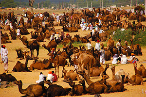 Camel Fair, Pushkar