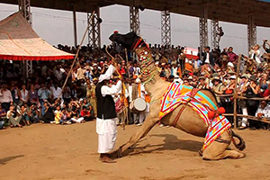 Dancing Camel at pushkar camel fair