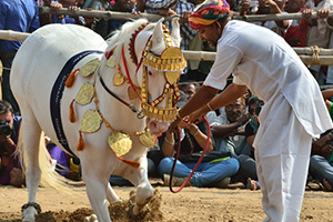 Dancing horse at pushkar camel fair